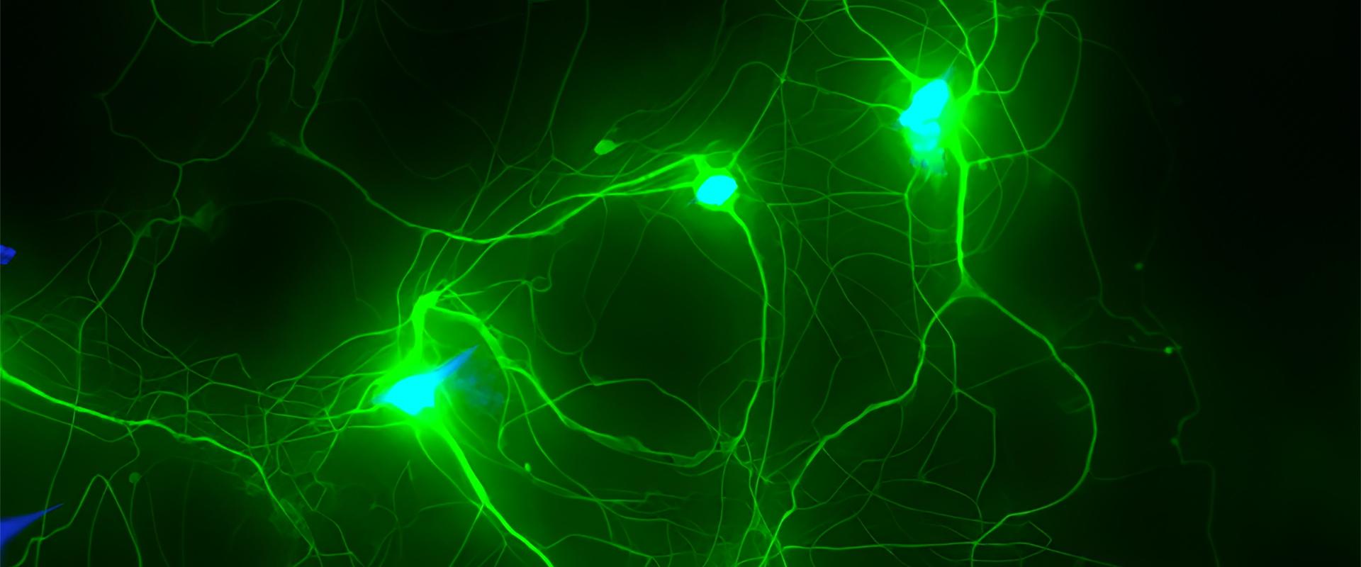 Growing Human Neurons